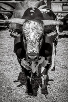 Sonoita Labor Day Rodeo 2026 B&W-13