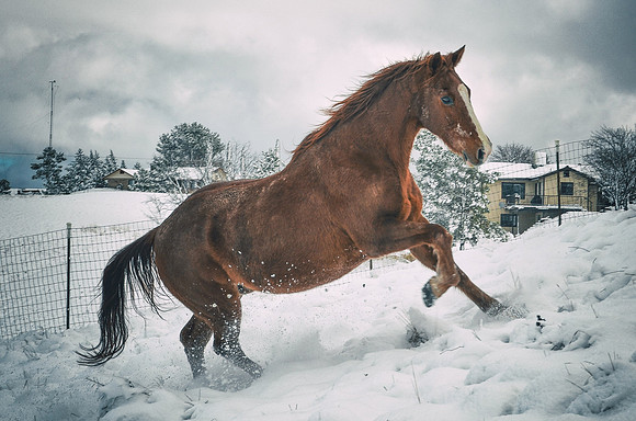 Horse in Snow