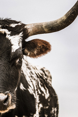 Longhorn Half Face