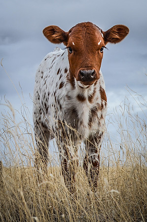 Longhorn Calf