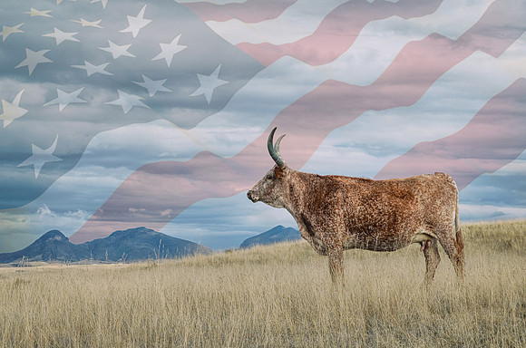 Longhorn with American Flag