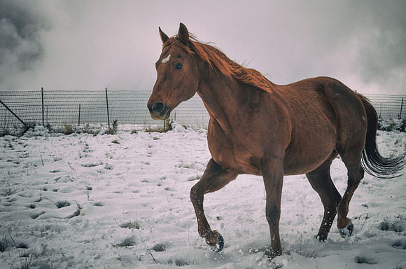 Horse Trotting in Snow