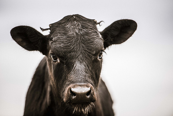 Calf