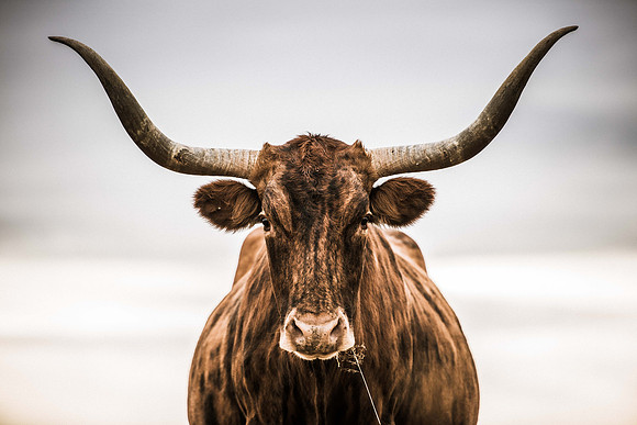 Texas Longhorn