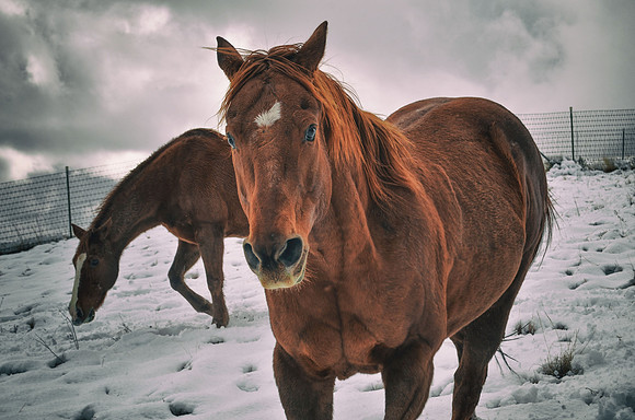 Horses in Snow