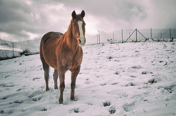 Quarter Horse in Snow