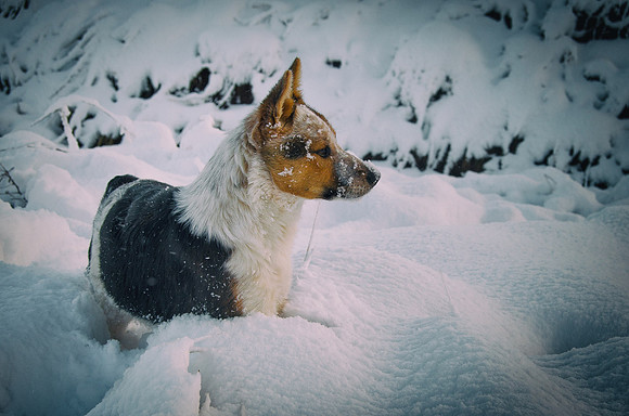 Heeler in Snow