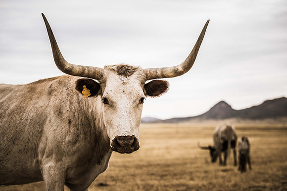Arizona Cattle