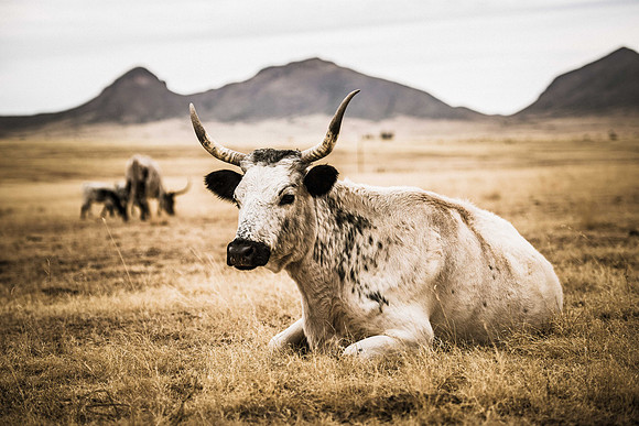 Resting Cow