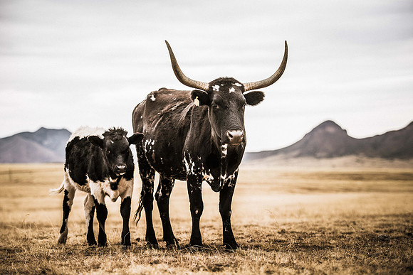 Cow and Calf 2
