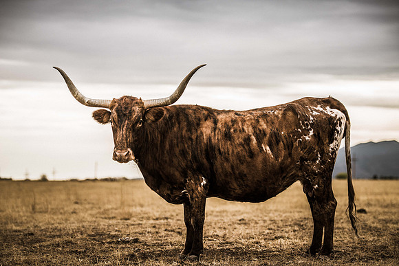 Longhorn Profile