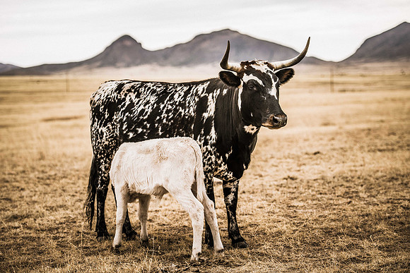 Cow and Calf 3