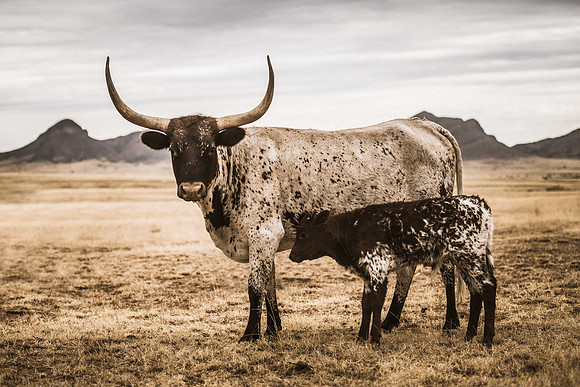 Cow and Calf 1