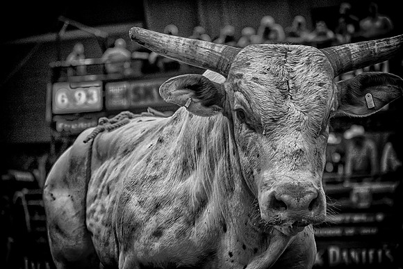 PBR Bull